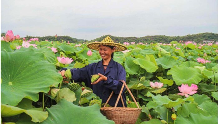 Space lotus leads county in China’s Jiangxi to prosperity
